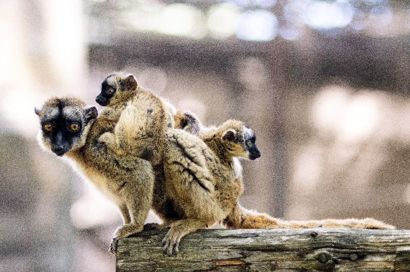 Five-week-old yellow-bearded lemur twins cling onto their mother in their enclosure in Nyiregyhaza Animal Park in Nyiregyhaza, 227 kms east of Budapest, Hungary. (Photo by Attila Balazs/EPA/EFE)